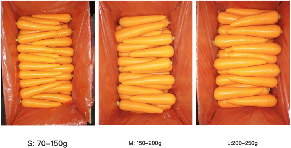 ScreenShot 2026 02 26 164542 005 1024x522