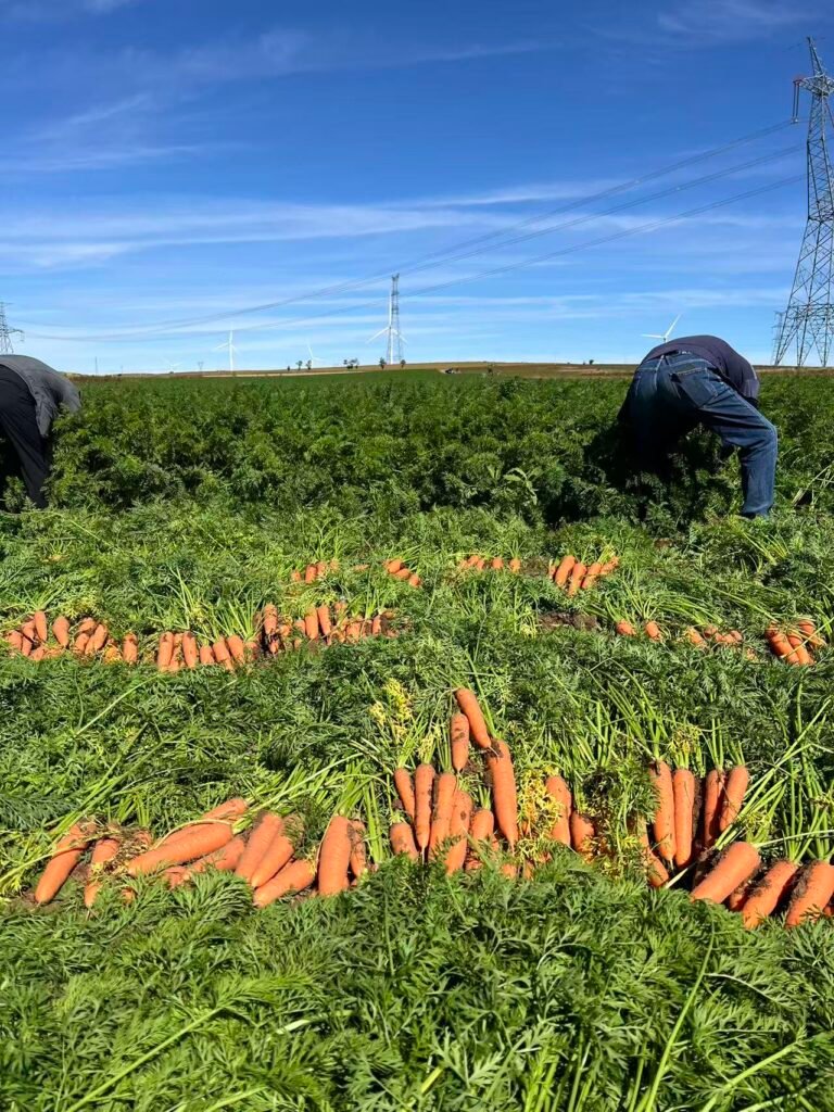 微信图片 20260120222538 658 1957 768x1024