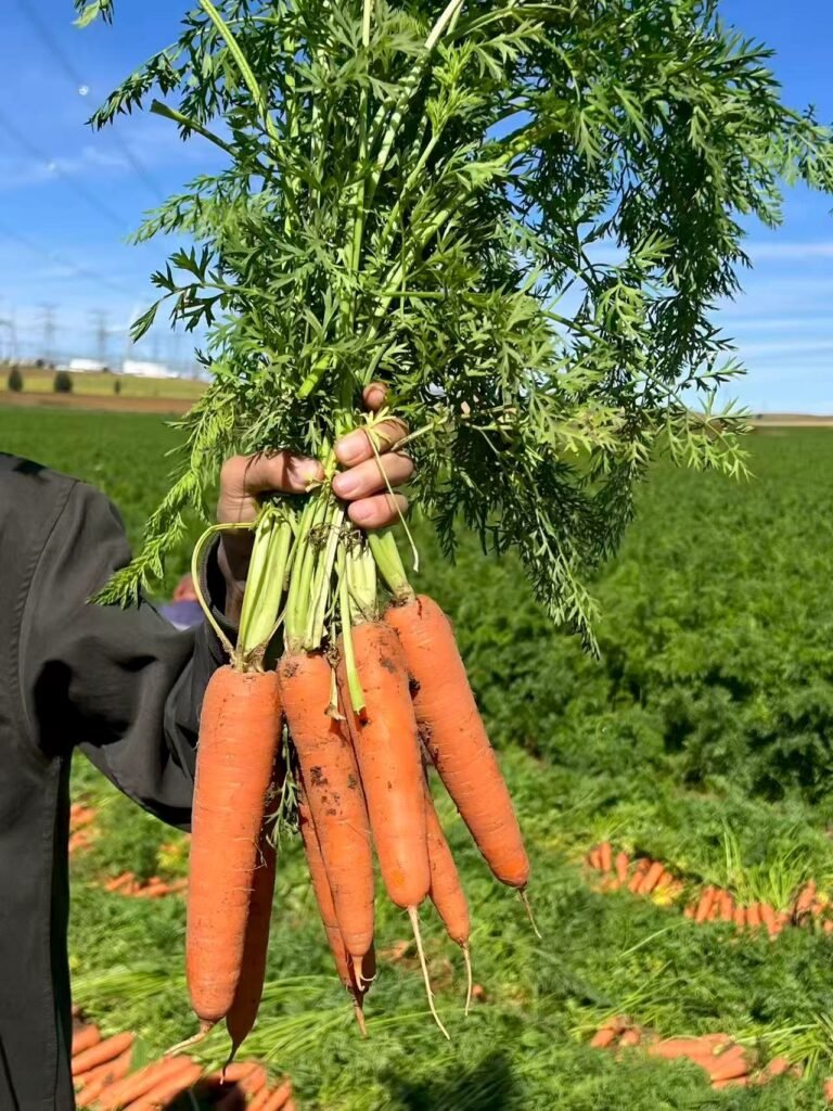 微信图片 20260202125013 180 2188 768x1024