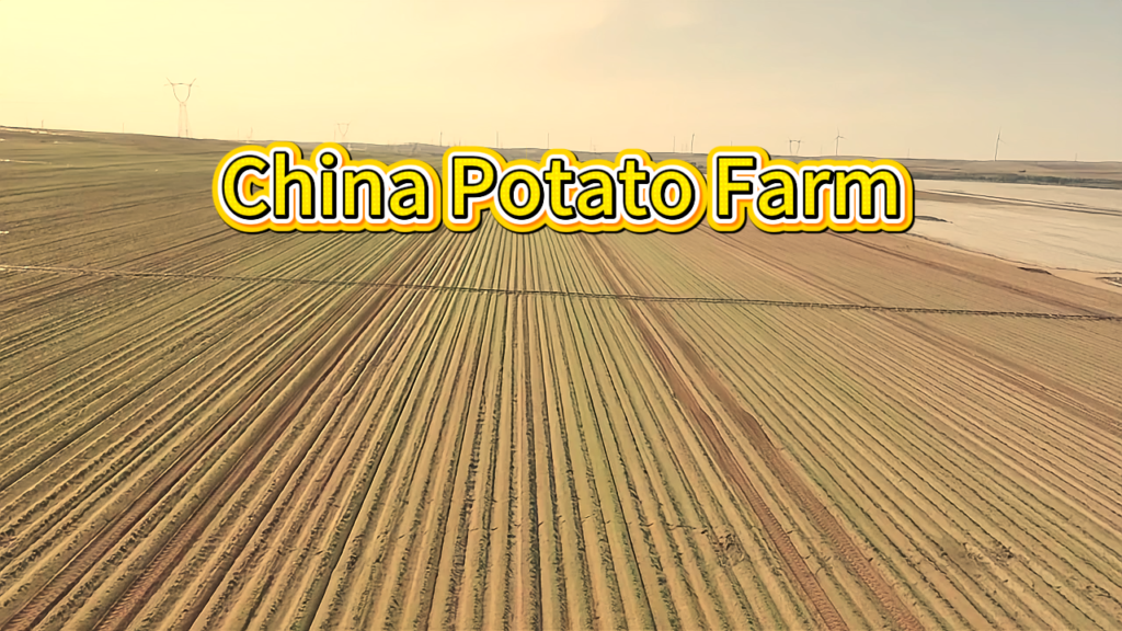 Potato Growing Process In China | Farming & Export Guide 2026 6月6日