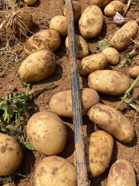 China Bulk Potatoes Export: Premium Inner Mongolia Harvest 2026 screenshot 2026 08 10 234614 899